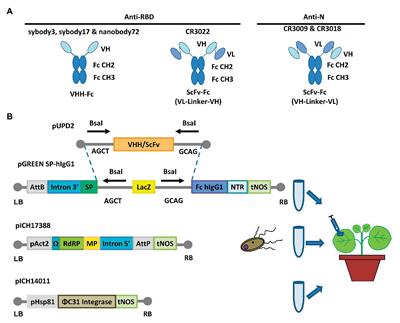 Pilot Production of SARS-CoV-2 Related Proteins in Plants: A Proof of Concept for Rapid Repurposing of Indoor Farms Into Biomanufacturing Facilities